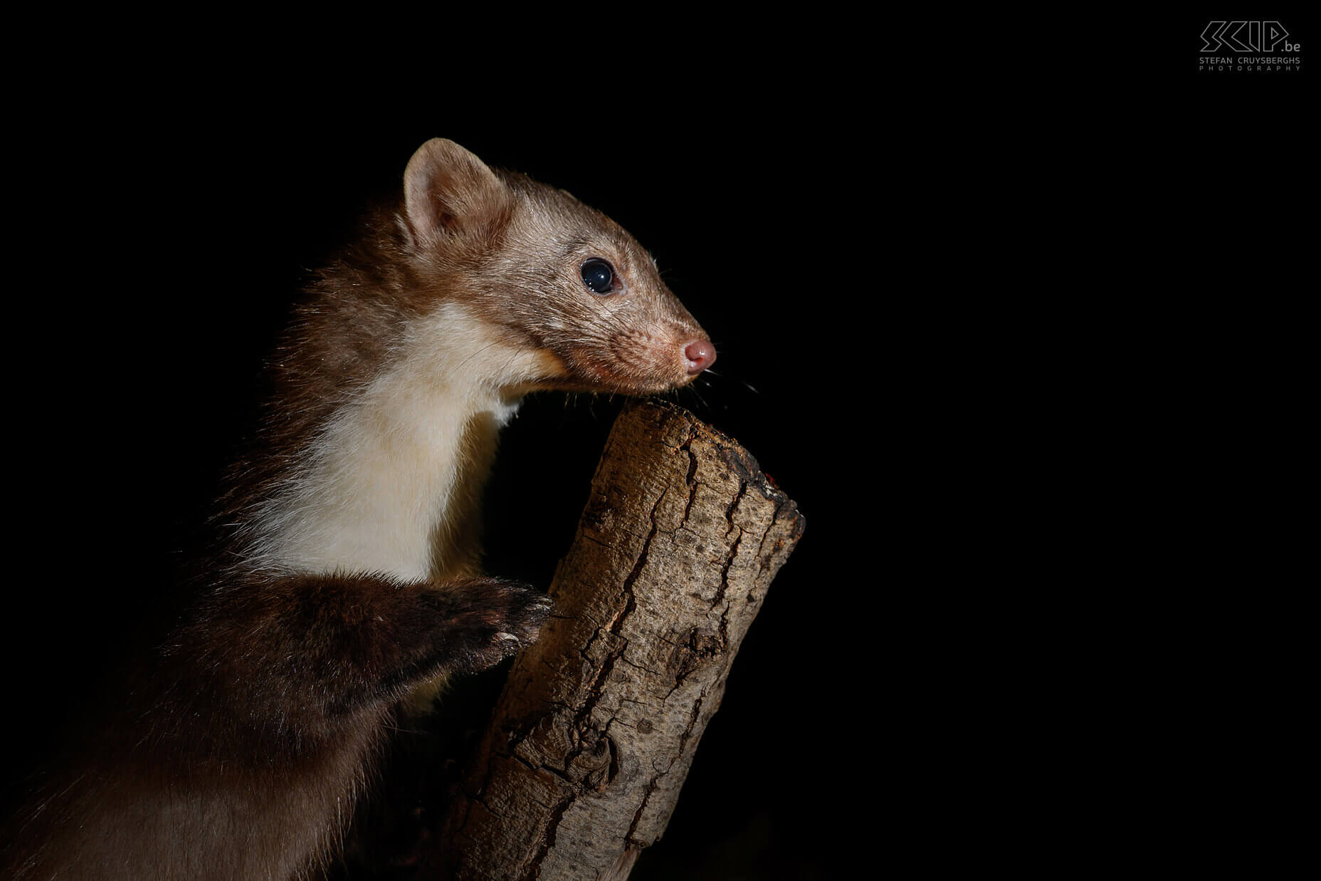 Nocturnal animals in our garden - Stone marten The beech marten, stone marten or house marten (Martes foina) is an opportunist who is mainly active during the night. The live close to people and nowadays even appears in cities. They are about 50cm tall with a tail of 25cm and weigh between 1 and 2kg. The characteristic throat spot is white, in contrast to the less common pine marten, where it is more yellow. The stone marten is omnivorous and mainly eats mice, rats, birds, eggs, fruits, berries, ... Stefan Cruysberghs